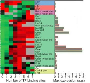 The relationship between gene activity and the number of binding sites for regulatory proteins in the gene’s control region. The red-green scale shows gene activity levels (red is high). Grey bars show the maximal level of gene activity achieved by each type of regulatory protein